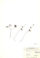 藏品(臺灣唐松草(臺灣鐵大烏))的圖片